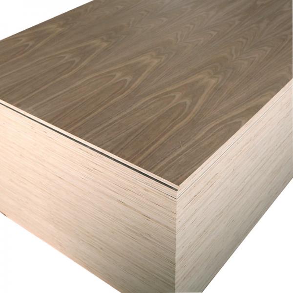 America black walnut