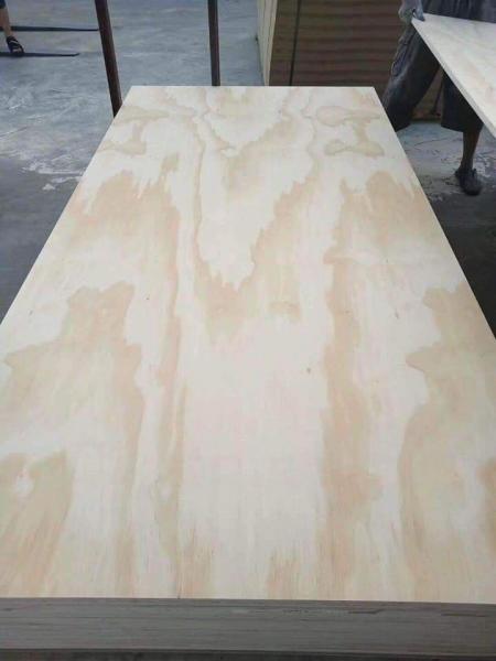 Pine faced poplar core plywood